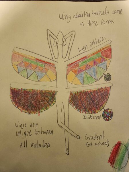 File:Matodea wings ref sheet.jpeg